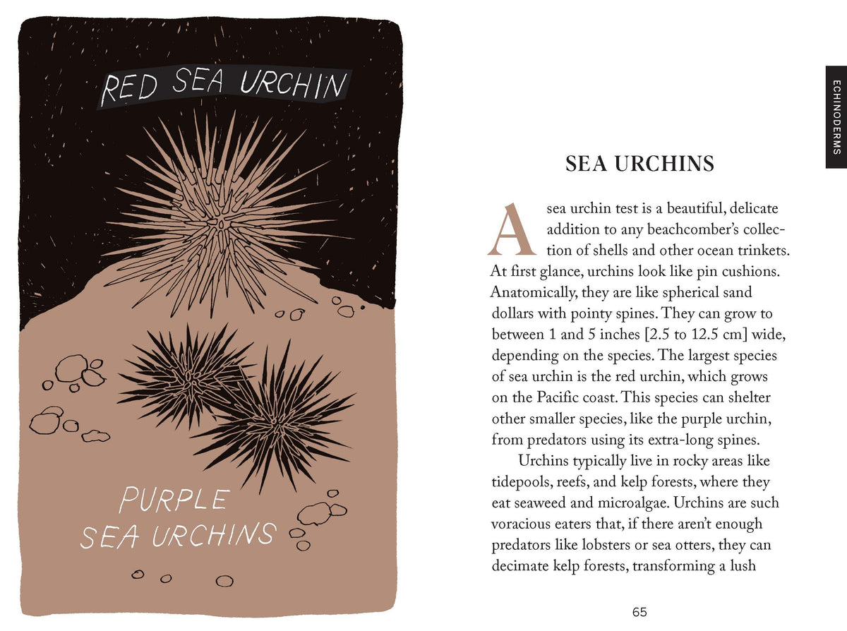 Beach Combing - Cultivate Mindful Moments by the Sea